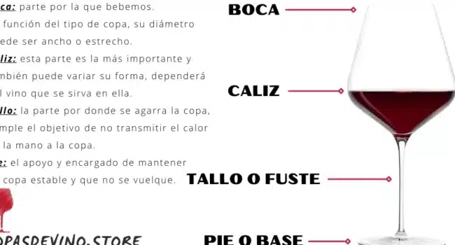 Partes de una copa de Vino - [Guía + funciones Principales]