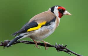 Carduelis carduelis - Wikipedia, la enciclopedia libre