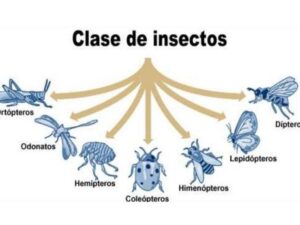 CLASIFICACIÓN de los INSECTOS - Taxonomía, Esquema y Características