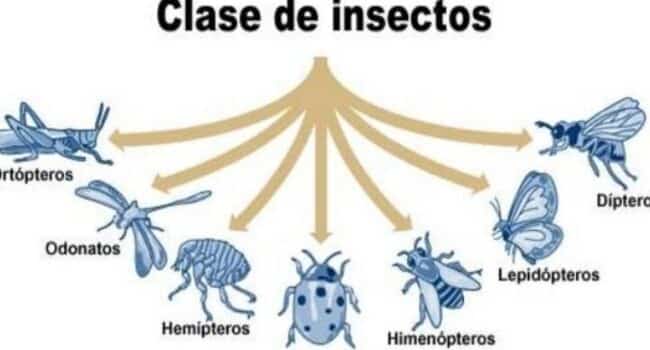 CLASIFICACIÓN de los INSECTOS - Taxonomía, Esquema y Características