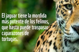 Jaguar | WWF