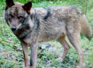 El Lobo/ Tsubu/Llobu (Canis lupus) en Asturias.