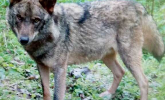 El Lobo/ Tsubu/Llobu (Canis lupus) en Asturias.