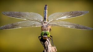 Libélula - Qué es, definición, clasificación y características