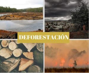 Deforestación: ¿qué es y cuáles son sus causas? - La Contaminación