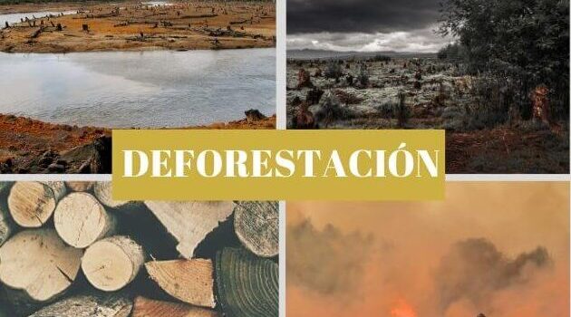 Deforestación: ¿qué es y cuáles son sus causas? - La Contaminación