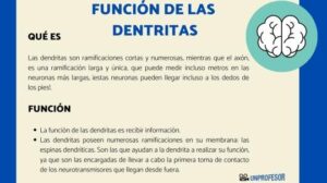 Función de las DENTRITAS - RESUMEN con VÍDEOS fáciles!!!