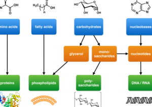2.4B: Tipos de Macromoléculas Biológicas - LibreTexts Español