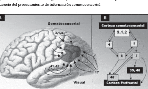 EL CEREBRO: DE LA ESTRUCTURA Y LA FUNCIÓN A LA PSICOPATOLOGÍA ...