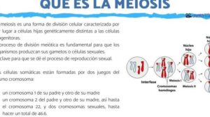 Qué es la MEIOSIS y para qué sirve - resumen + vídeos!