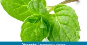 Menta, origen, composición y aplicaciones - Plantas medicinales