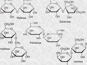 Glucidos